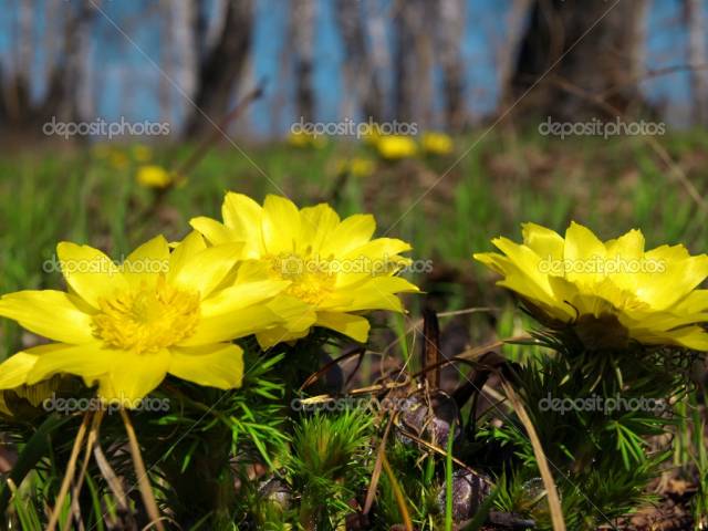 عکسهای آدونیس Adonis vernalis 4